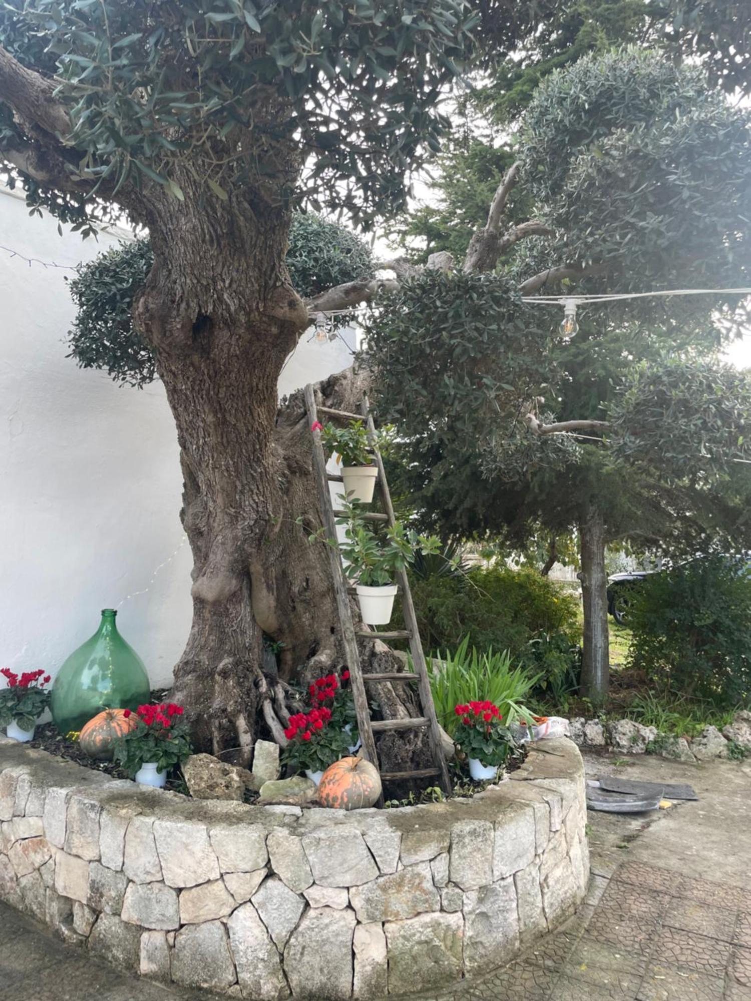 Il Trullo Di Nonno Licchio Alberobello Exterior foto