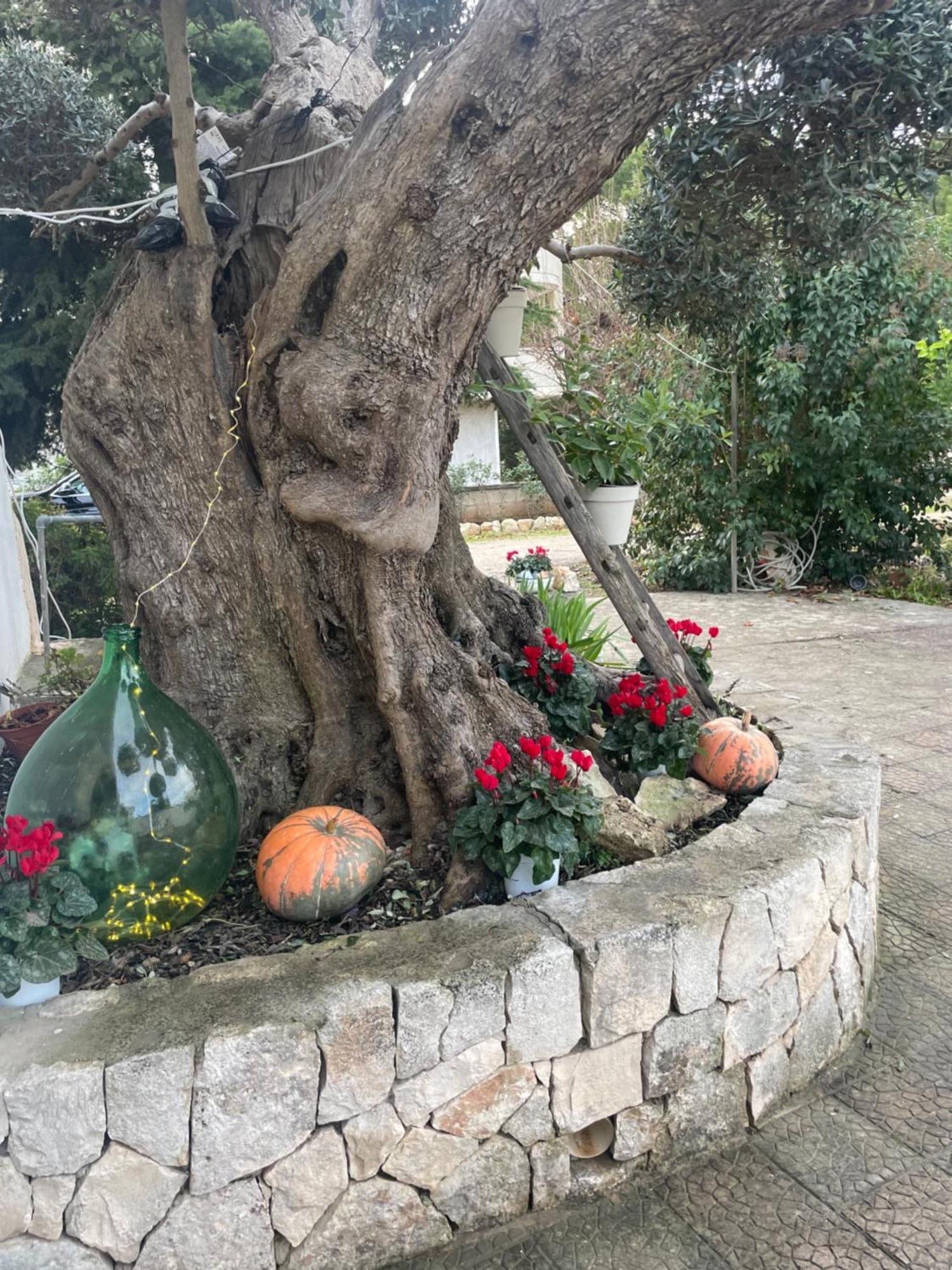 Il Trullo Di Nonno Licchio Alberobello Exterior foto